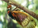 Cicada Every 17 Years