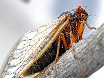 Cicadas 17 Year Cycle