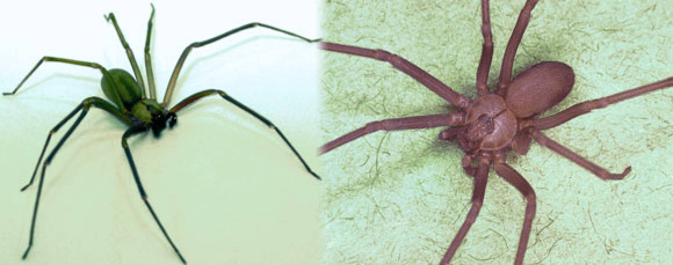 brown recluse pictures