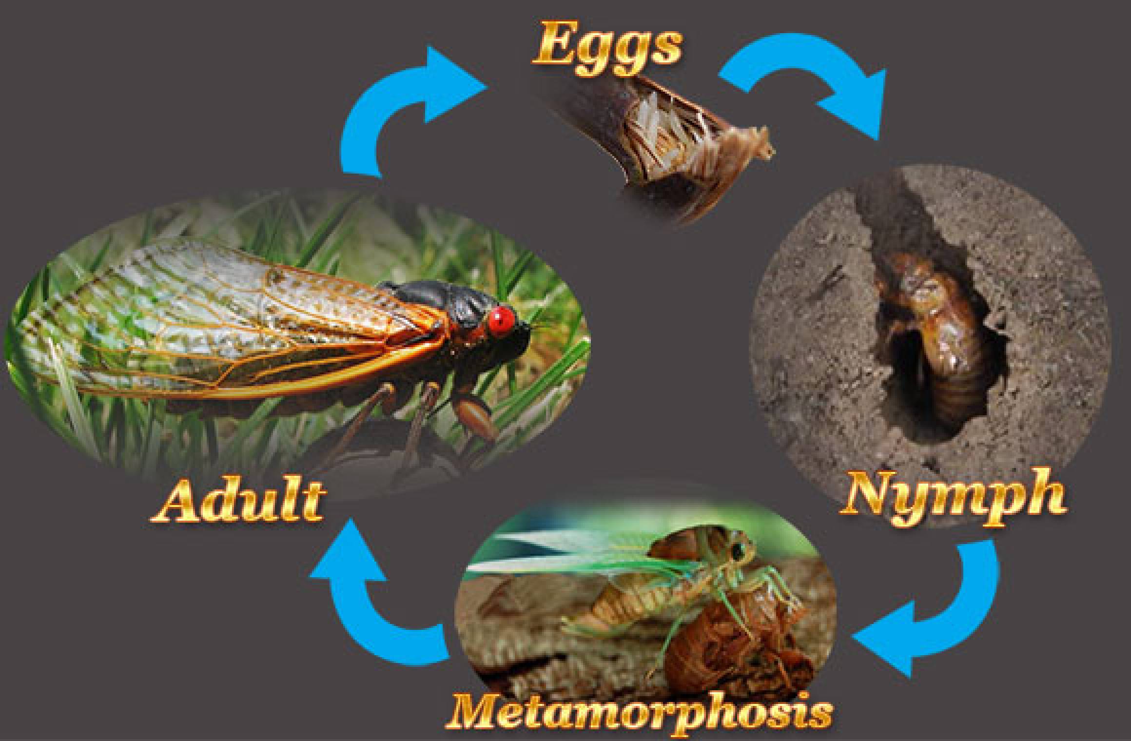 cicada life cycle