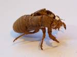 Bugs Cicadas