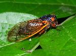 Insect Cicada