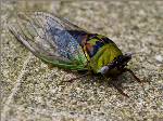 Insect Cicadas