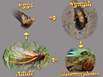 Life Cycle Of Cicadas