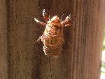 The Bug Cicada