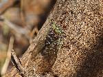 African Cicada