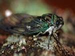 Black Cicada