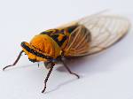 Cicada Australia