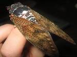 Cicada Japan
