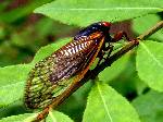 Cicada Photos