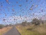 Cicada Swarm