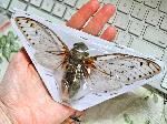 Largest Cicada