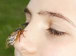 Picture Of Cicada