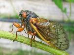 Pictures Of A Cicada