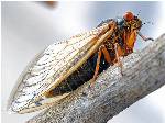 Pictures Of Cicada
