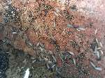 Get Rid Of Swarmer Termites