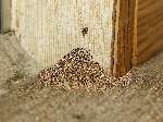 Get Rid Of Wood Termites
