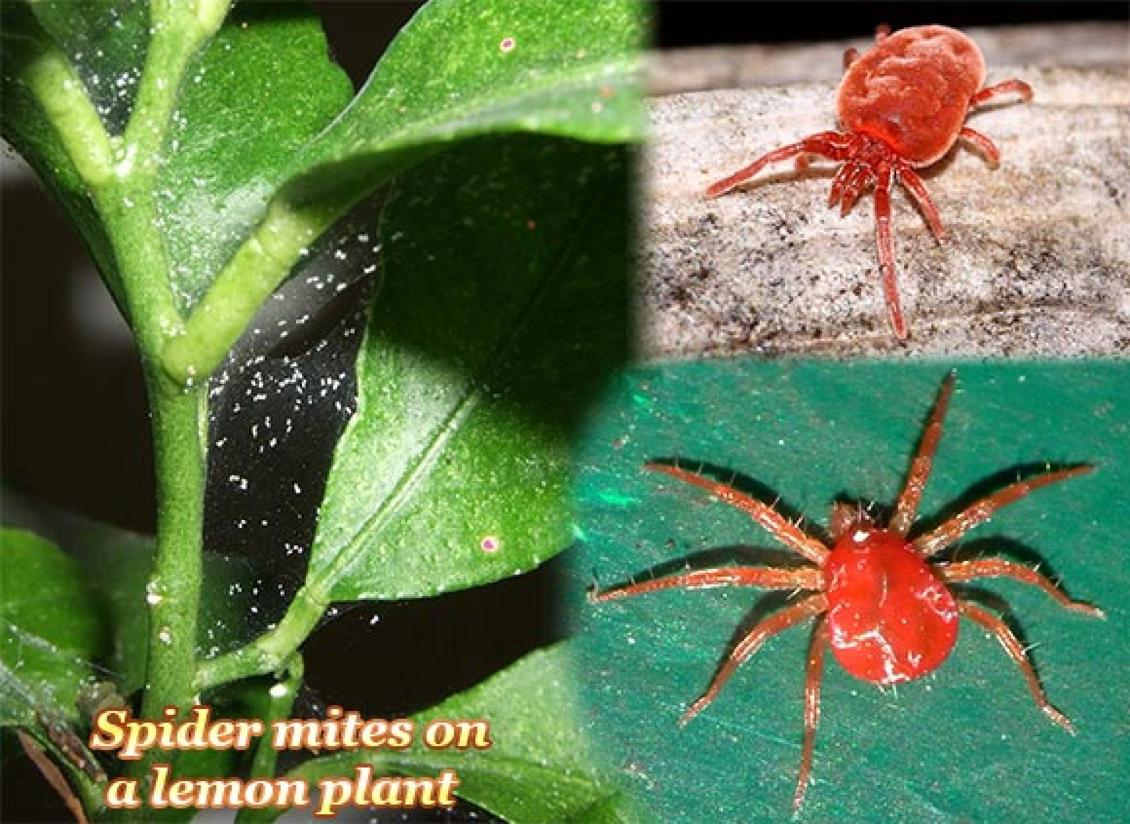 red spider mites