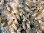 Pictures Of Subterranean Termites