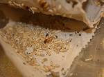 Subterranean And Drywood Termites
