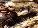 Subterranean Termite Pictures