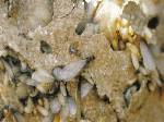 Subterranean Termite Treatment