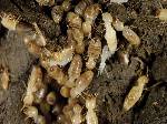 Subterranean Termites Gallery