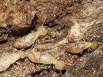 Subterranean Termites Images