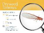 Subterranean Termites vs Drywood Termites