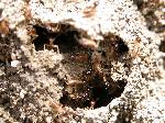 Termites Subterranean