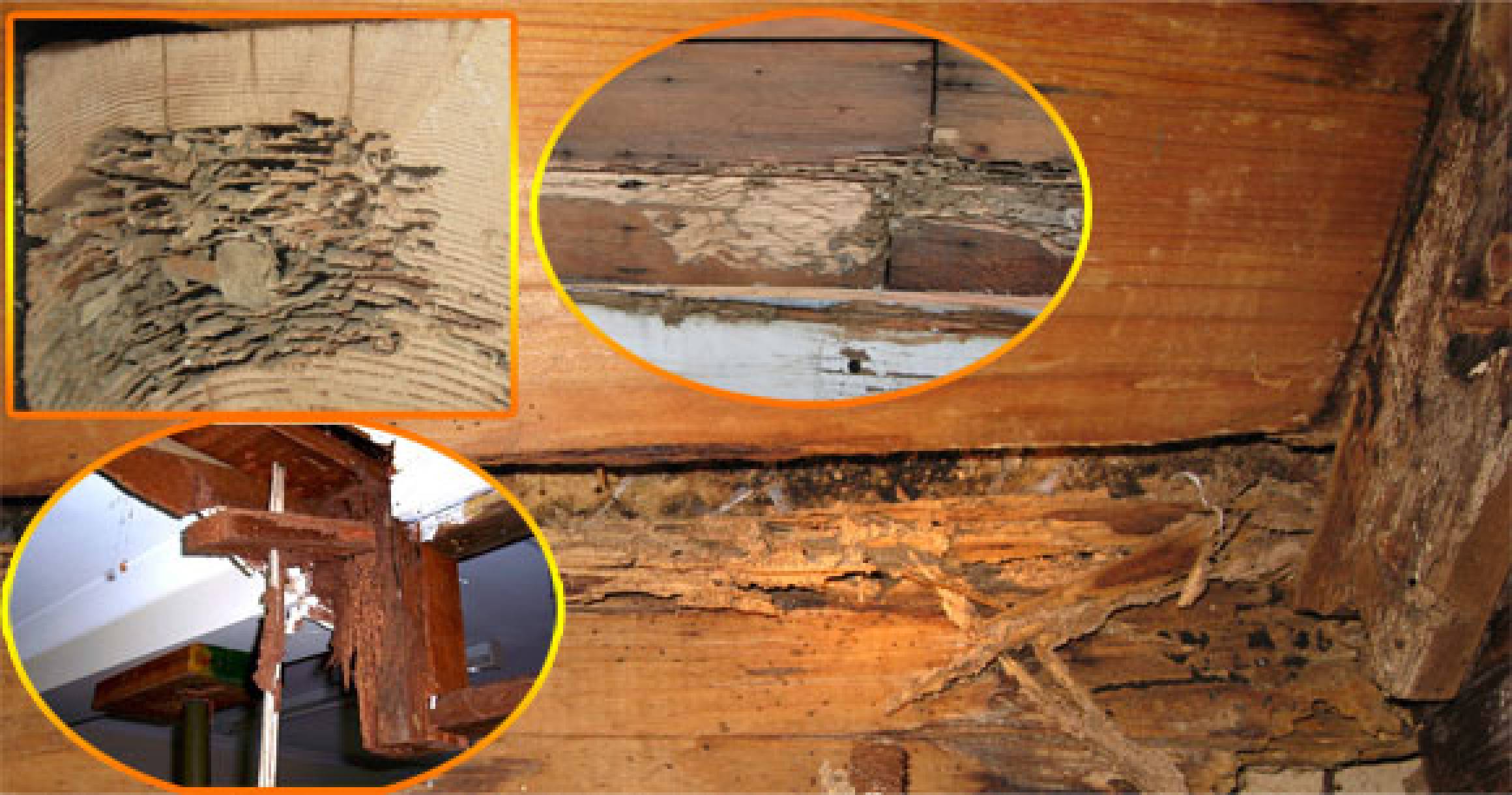 termite damage pictures