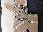 Termite Damage Drywall