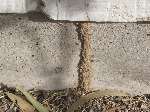 Termite Damage Identification