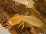 Termite Damage Images