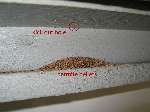 Termite Damage Signs