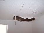 Termite Damage To Drywall